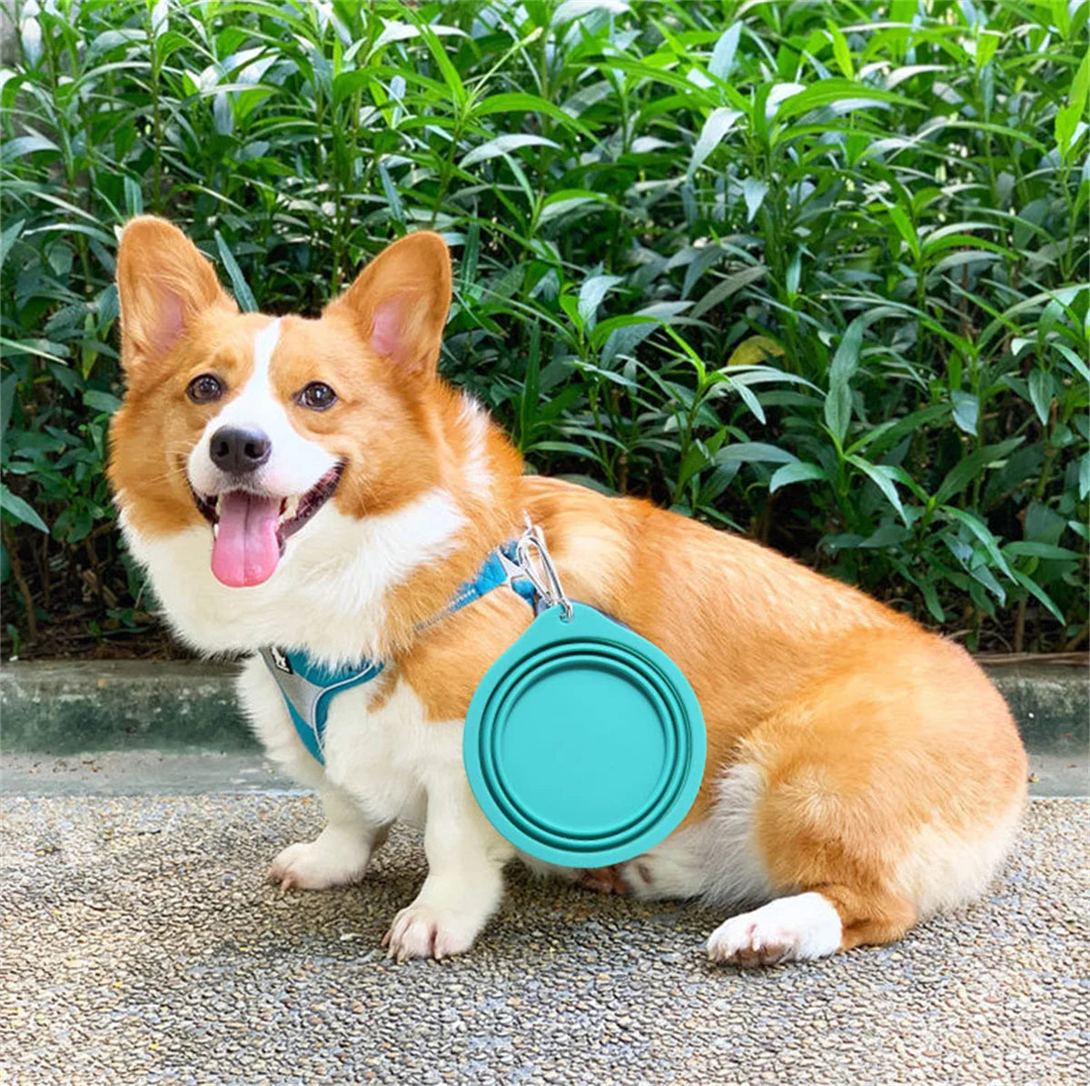 Fold-a-Bowl - The Pet Supply Corner